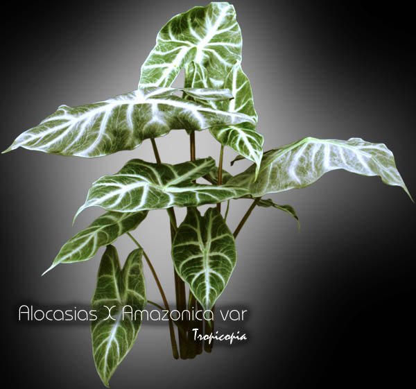 Autre - Alocasias X Amazonica var - Oreille d'éléphant - Elephant ear